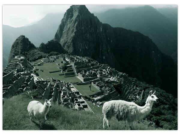 Kép - Lámák a perui Machu Picchunál (70x50 cm)