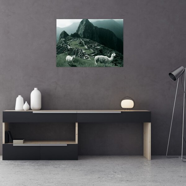 Kép - Lámák a perui Machu Picchunál (70x50 cm)