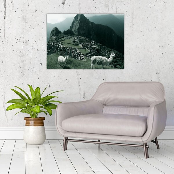 Kép - Lámák a perui Machu Picchunál (70x50 cm)