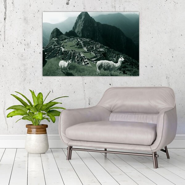 Kép - Lámák a perui Machu Picchunál (90x60 cm)