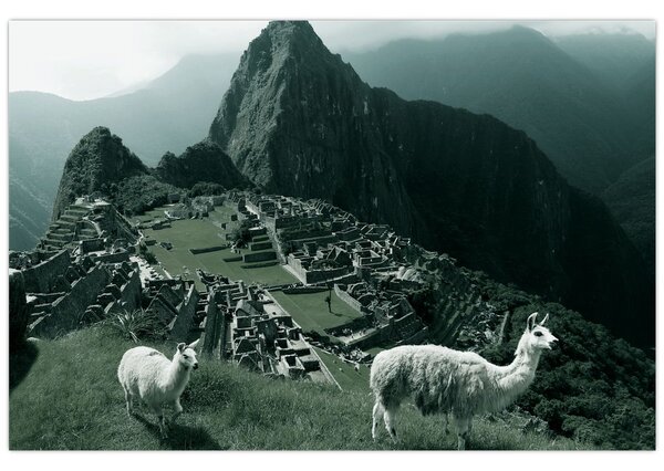 Kép - Lámák a perui Machu Picchunál (90x60 cm)