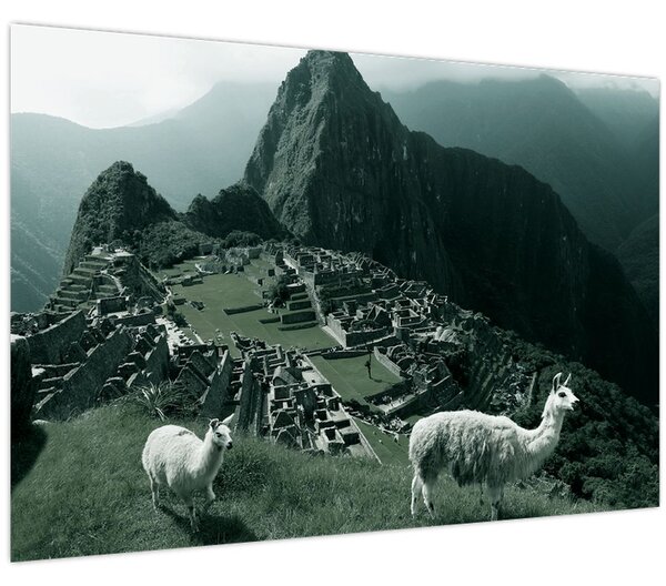 Kép - Lámák a perui Machu Picchunál (90x60 cm)