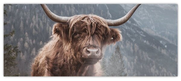 Kép - Highlander tehén (120x50 cm)