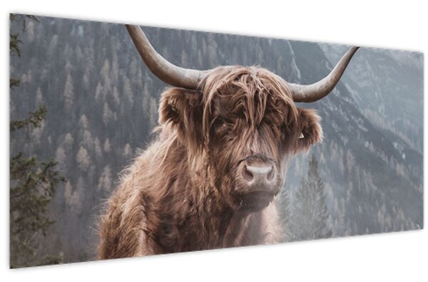Kép - Highlander tehén (120x50 cm)