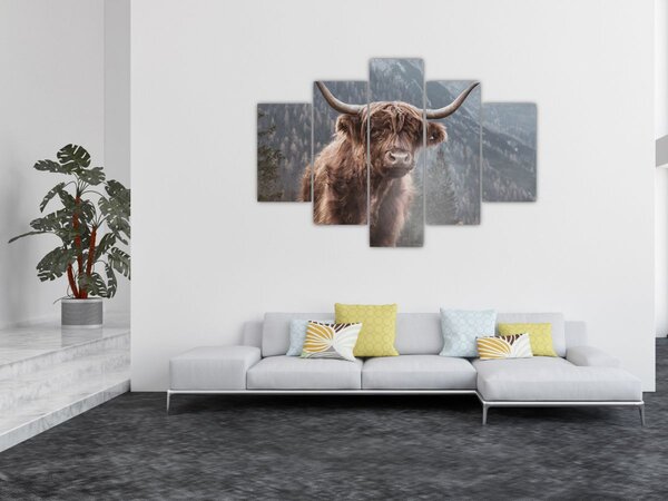 Kép - Highlander tehén (150x105 cm)