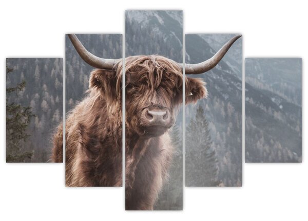 Kép - Highlander tehén (150x105 cm)
