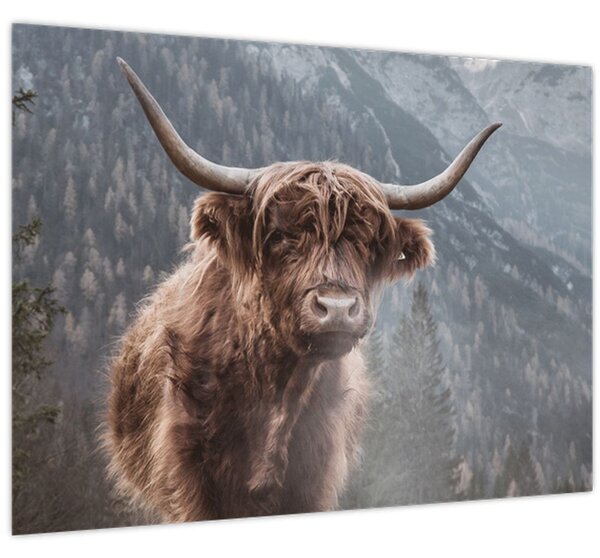 Kép - Highlander tehén (70x50 cm)