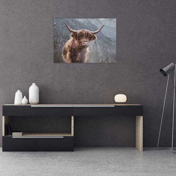 Kép - Highlander tehén (70x50 cm)
