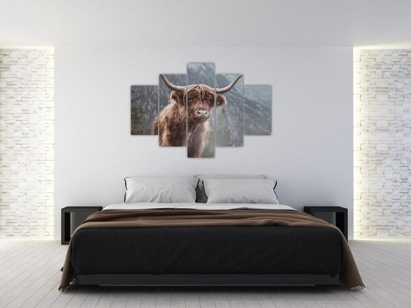 Kép - Highlander tehén (150x105 cm)