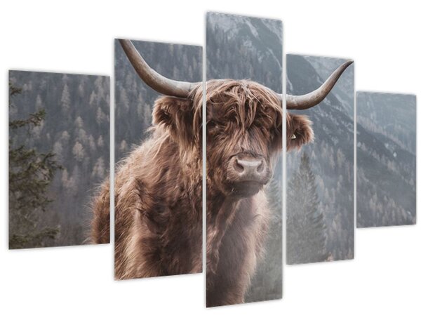 Kép - Highlander tehén (150x105 cm)