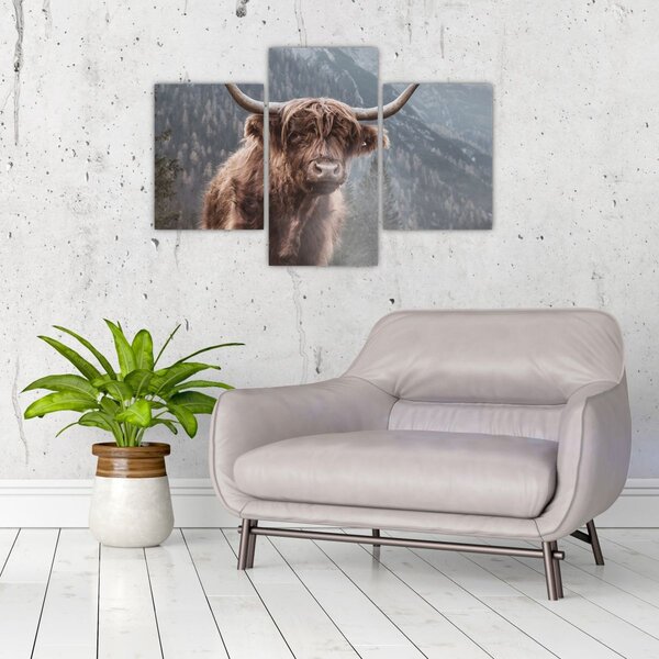 Kép - Highlander tehén (90x60 cm)