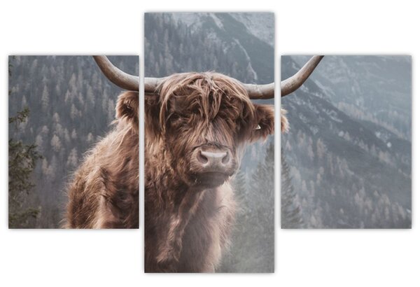 Kép - Highlander tehén (90x60 cm)