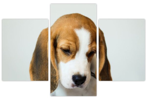 Beagle képe (90x60 cm)