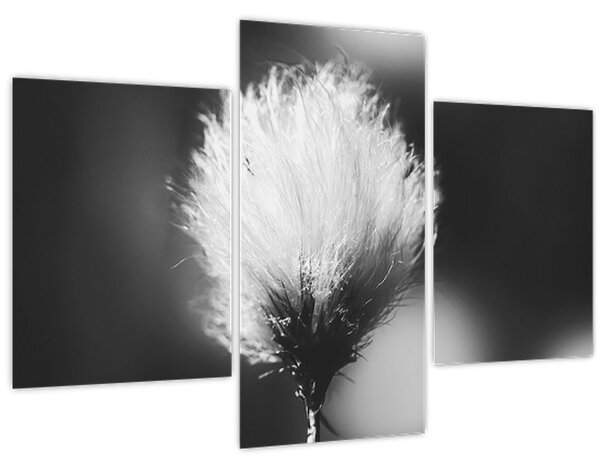 Kép - Fekete-fehér pamutfű (90x60 cm)
