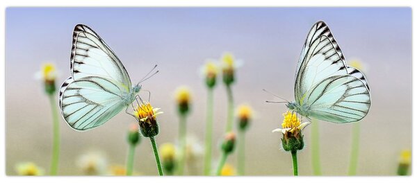 Pillangók eképe a virágon (120x50 cm)