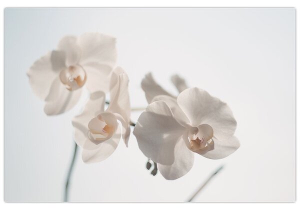 Fehér orchidea képe (90x60 cm)