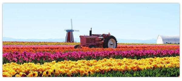 Tulipánfarm képe (120x50 cm)