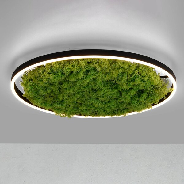 JUST LIGHT. GmbH LED mennyezeti lámpa Zöld Ritus, moha, fényerőszabályzó Ø58.5cm, dimmelhető, Zöld, Nappali / Étkező, Modern