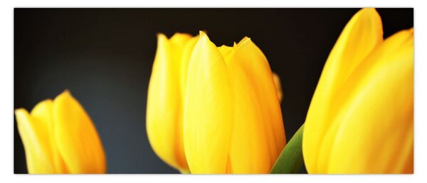 Tulipán képe (120x50 cm)