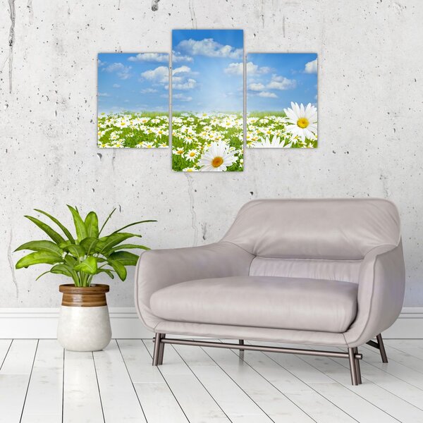 A virágzó rét százszorszépekkel képe (90x60 cm)