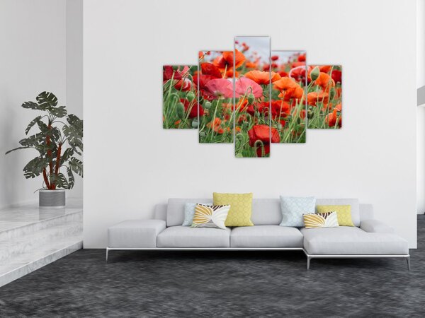 Egy kép a pipacs mezőről (150x105 cm)