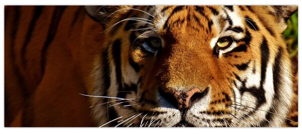 Tigris képe (120x50 cm)