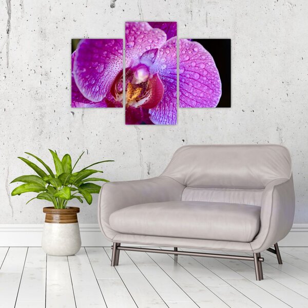Részletes kép az orchidea virágról (90x60 cm)
