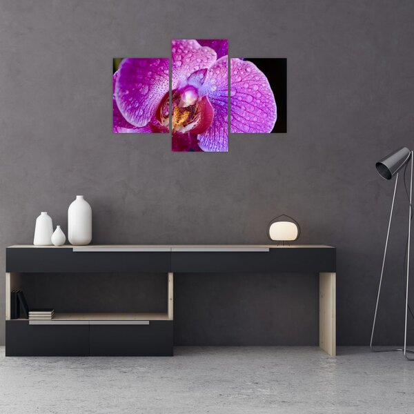 Részletes kép az orchidea virágról (90x60 cm)