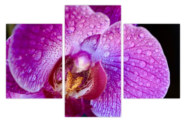 Részletes kép az orchidea virágról (90x60 cm)