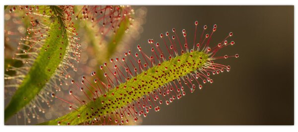 A növény képe (120x50 cm)