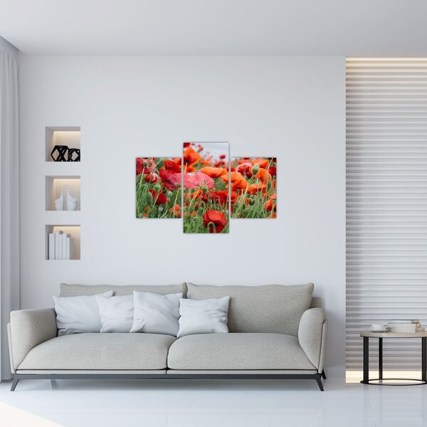 Egy kép a pipacs mezőről (90x60 cm)