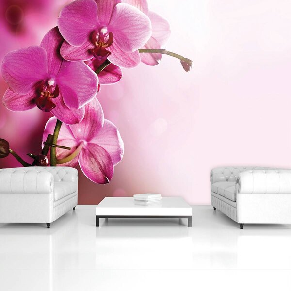 Fotótapéta - Orchidea (152,5x104 cm)