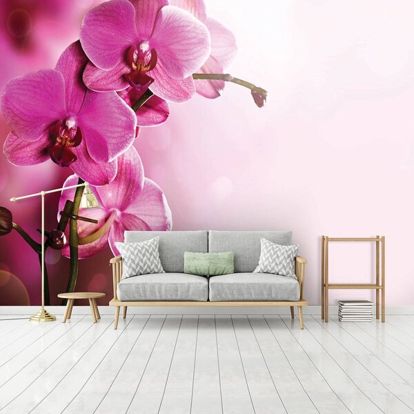 Fotótapéta - Orchidea (152,5x104 cm)
