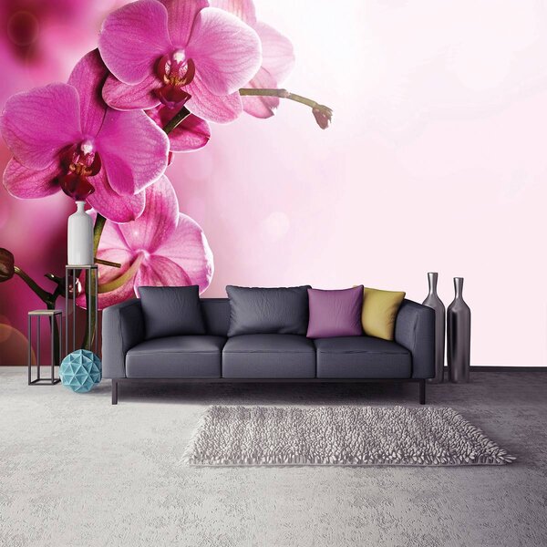 Fotótapéta - Orchidea (152,5x104 cm)
