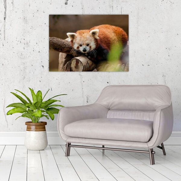 Vörös panda képe (70x50 cm)