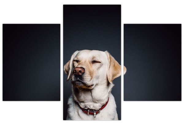 Labrador képe (90x60 cm)