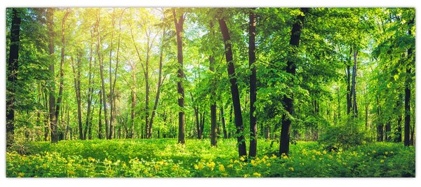 Kép - Tavaszi lomberdő (120x50 cm)