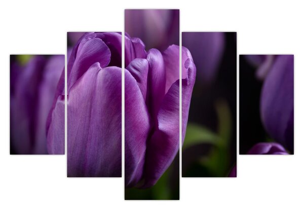 Tulipán vírág képe (150x105 cm)