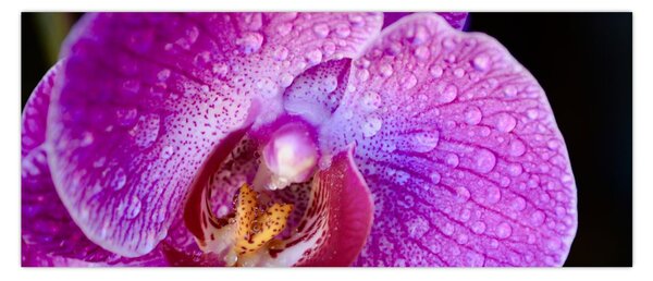 Részletes kép az orchidea virágról (120x50 cm)