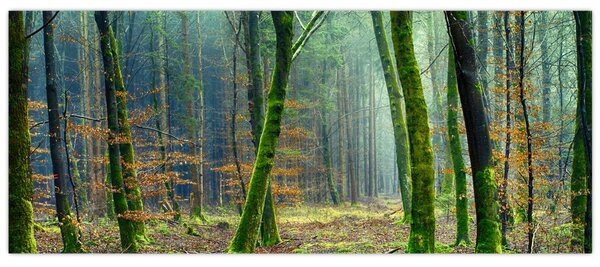 Az erdő képe (120x50 cm)