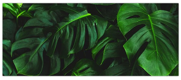 Monstery levelek képe (120x50 cm)
