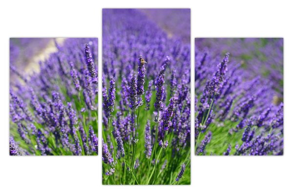 Kép - levandula (90x60 cm)