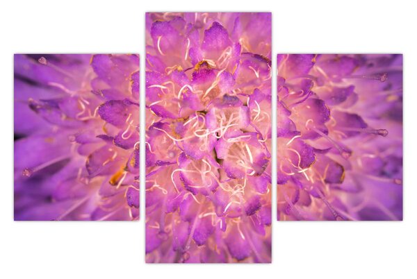 Részletes virágkép (90x60 cm)