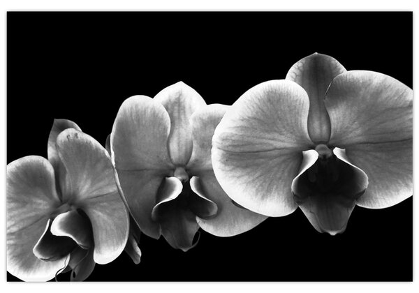 Egy orchidea virág képe (90x60 cm)