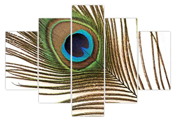Pávatoll képe (150x105 cm)