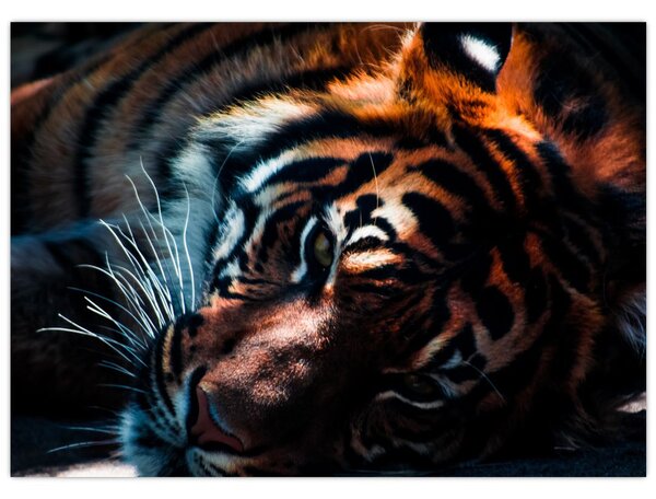 Egy fekvő tigris képe (70x50 cm)