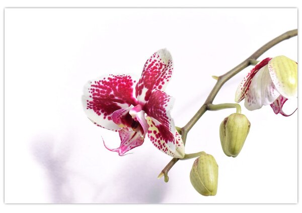 Orchidea virág képe (90x60 cm)