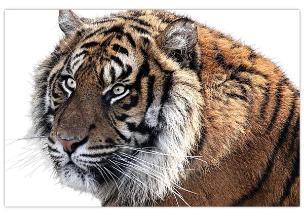 Tigris képe (90x60 cm)