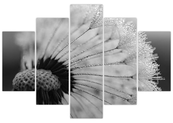 Pitypang képe - fekete fehér (150x105 cm)