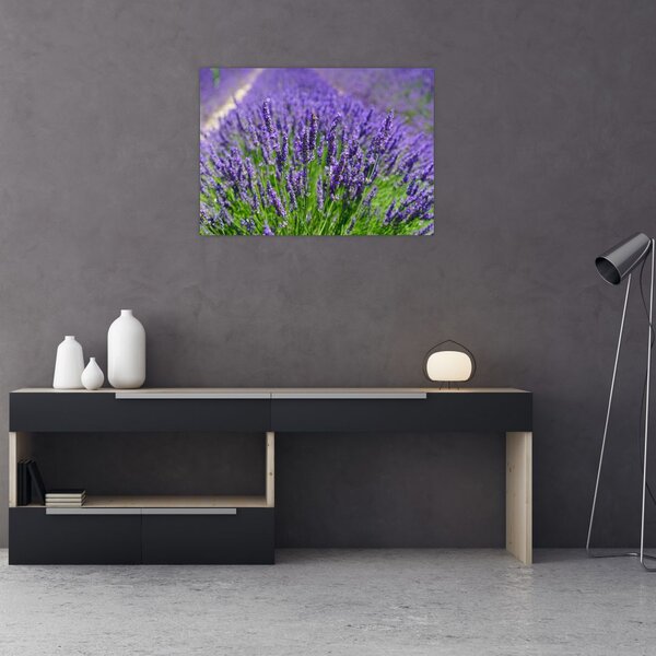 Kép - levandula (70x50 cm)